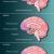 parts of the brain impacted by drugs 