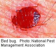 Don't Bother With Ultrasonic Bedbug Devices
