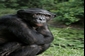 Photo of A bonobo named Mimi, the alpha female, has a little down time.