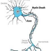 Picture of an axon