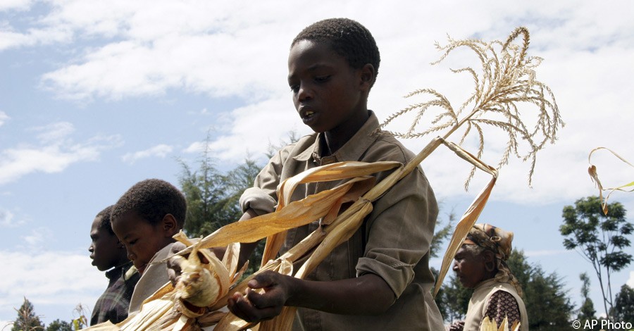 Kenyan boys harvest maize in Bomet, Kenya, Oct. 9, 2008. [AP File Photo]