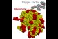chaperone trigger factor binds to a ribosome during protein synthesis