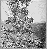 Thumbnail for: Mountain cedar, 1872
