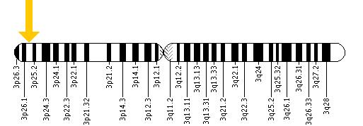 The VHL gene is located on the short (p) arm of chromosome 3 at position 25.3.