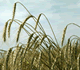 Photo of maturing wheat