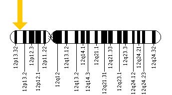 The FGF23 gene is located on the short (p) arm of chromosome 12 at position 13.3.