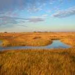 The marshes of Plum Island Estuary are among those predicted by scientists to submerge during the next century under conservative projections of sea-level rise.