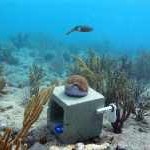 A curious reef squid hovers over a calcification-monitoring station.