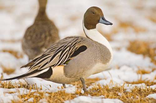 A male northern pintail duck. 