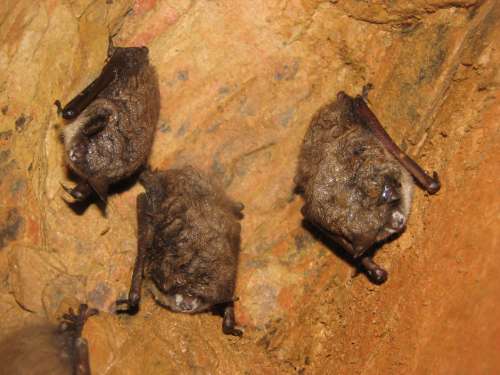 Bats showing signs of infections with Geomyces destructans, the fungus that causes white-nose syndrome.