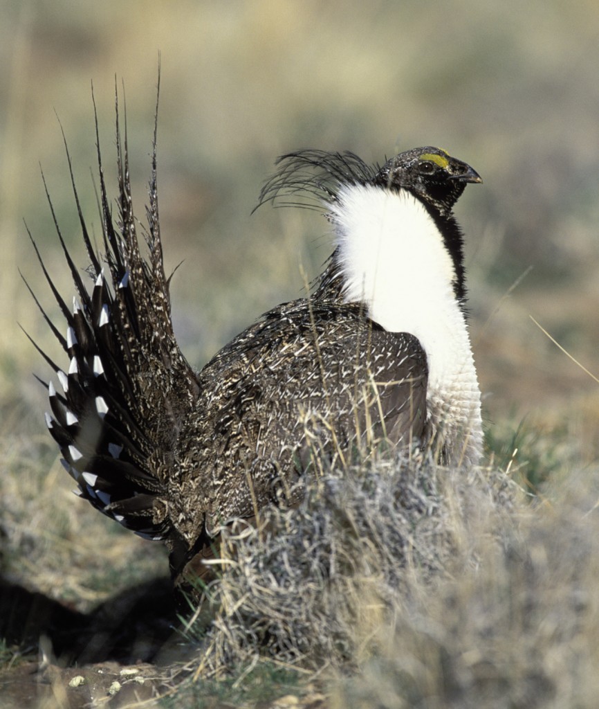 An image of the greater sage-grouse, which is emblematic of the sagebrush ecosystem of the Great Basin of the Western United States.