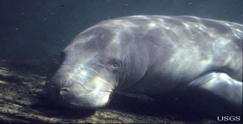How do you take a manatee’s temperature? Very carefully.