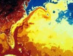 Infrared image map of the Gulf Stream from NOAA/AVHRR infrared satellite data.