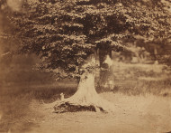 image of Beech Tree, Forest of Fontainebleau