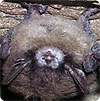 Bat with White-Nose Syndrome