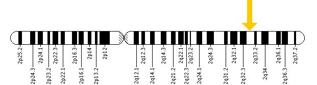 The ALS2 gene is located on the long (q) arm of chromosome 2 at position 33.1.