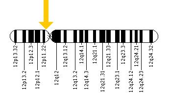 The FGD4 gene is located on the short (p) arm of chromosome 12 at position 11.21.