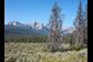 bark beetles have killed trees in idaho's sawtooth mountains