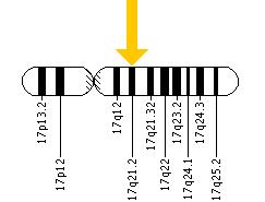 The KRT16 gene is located on the long (q) arm of chromosome 17 at position 21.2.