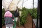 female worker sorts raspberries 