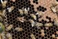 photo of bees at hive