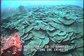 deep water colonies of lettuce coral at the grammanik bank, us virgin islands