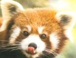 Image of the face of the Red (or Lesser) Panda