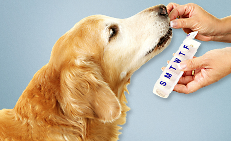 Medication Errors Happen to Pets, Too - topic feature graphic