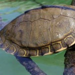 Pearl river turtle