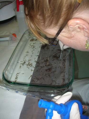 USGS microbiologist Maren Tuttle counts hatched northern pike fry.