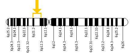 The PRPH2 gene is located on the short (p) arm of chromosome 6 between positions 21.2 and 12.3.