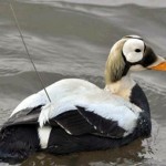 A Male Spectacled Eider in Alaska