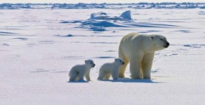 An Adult Polar Bear and Her Two Cubs