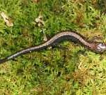 Shenandoah Salamander
