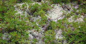 Two Cladonia Lichen Species Among Blueberry Plants
