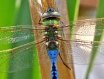 Green Darner dragonfly, Credit: Christian Ziegler