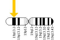 The RNASEH2A gene is located on the short (p) arm of chromosome 19 at position 13.2.