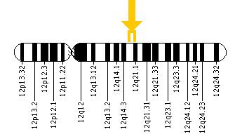 The PPP1R12A gene is located on the long (q) arm of chromosome 12 between positions 15 and 21.