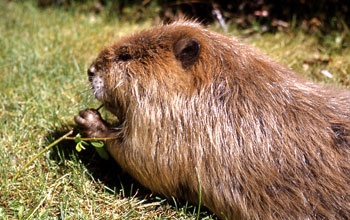 Close up image of a beaver.