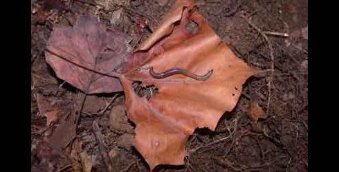 Originally from Asia, Amynthas agrestis earthworms can impact native plants and animals in the forests they invade. Photo by Mac Callaham.