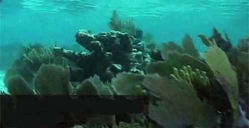 Documented change in coral reef conditions 