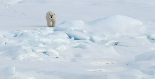 Polar Bear on ice