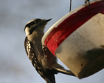Downy Woodpecker in Central Park