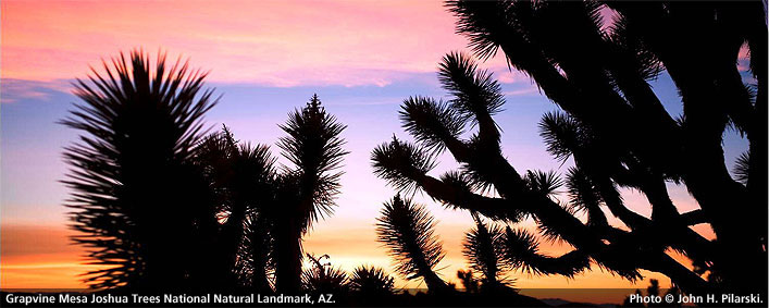 Grapevine Mesa Joshua Trees, Arizona. Photo by John H. Pilarski.