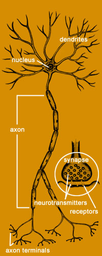 illustration shows parts of a nerve
