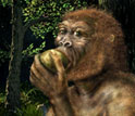 Illustration of Paranthropus boisei, also called Nutcracker Man, eating fruit.