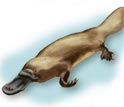 Illustration comparing a platypus with a reptile, a bird and a mammal