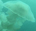 Photo of a Chrysaora jellyfish