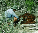 Photo of Jonah Piovia-Scott in an experimental plot.