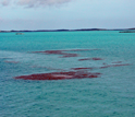 Photo showing mats of seaweed floating on the sea with islands in the Bahamas in the background.